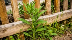 Där trimmern inte når: effektiva metoder för ogräsbekämpning längs staketet