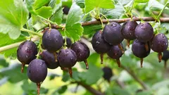 Min granne förlorade sin krusbärsskörd på grund av ett enda misstag – vi analyserar händelsen för att undvika att göra om samma misstag