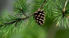 Tallkottar är inte skräp: så här kan de vara till nytta i trädgården