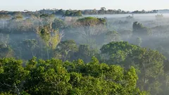 "Kommunicerar" skogarna med varandra? Forskare har upptäckt ett dolt nätverk under jordytan
