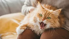 Går katten demonstrativt bort från ditt knä? Orsaken har ingenting med dess karaktär att göra