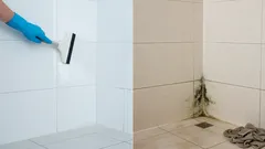 Mögel i badrummet: 7 misstag vid städningen som gör att det återkommer gång på gång