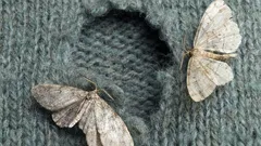 Varifrån kommer egentligen malarna i huset?