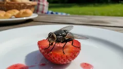 En fluga har landat på maten – går det att äta den? Läkarna har gett sitt svar