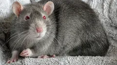 En råtta i huset: problem som ingen är beredd på