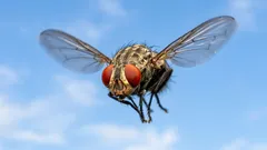 Varför är flugor så ihärdiga? Forskare har förklarat den verkliga orsaken