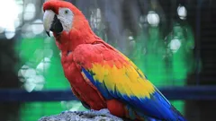 Har du märkt att din papegoja tappar fjädrar? Här är vad det betyder